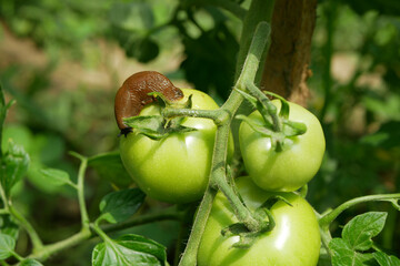 Spanish slug pest Arion vulgaris snail parasitizes on tomato leaves fruit unripe green Solanum...