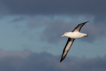 Obraz premium Black-browed Mollymawk Albatross in Australasian Waters