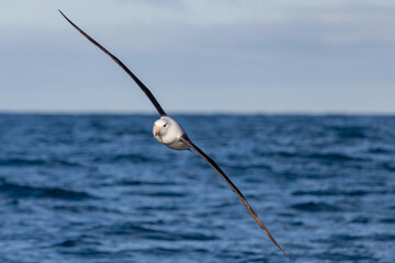 Black-browed Mollymawk Albatross in Australasian Waters - obrazy, fototapety, plakaty