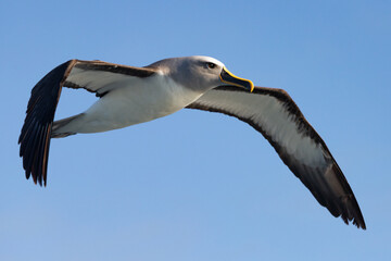 Buller's Mollymawk Albatross in Australasian Waters