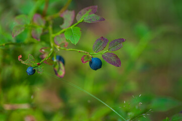 Wild bilberry in the spruce forest. Ripe berries on the bush