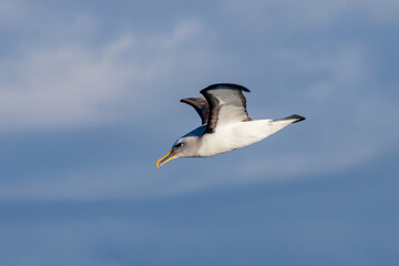 Buller's Mollymawk Albatross in Australasian Waters