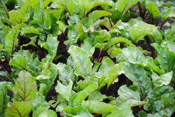 Fototapeta premium beets in the garden, fresh beets growing in the ground, gardening concept, natural products from your own garden