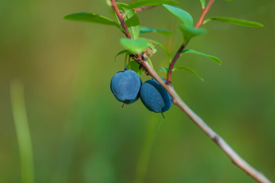 Wild bilberry in the spruce forest. Two ripe berries on the bush