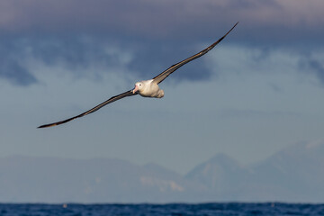 Fototapeta na wymiar Northern Royal Albatross in Australasian Waters