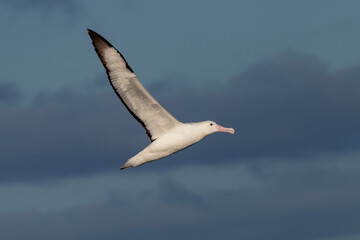 Northern Royal Albatross in Australasian Waters