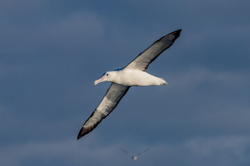 Fototapeta premium Northern Royal Albatross in Australasian Waters