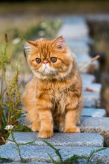 Naklejka na ściany i meble Young cute Red Persian cat Portrait walking in the park