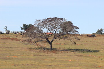 Arvore no campo