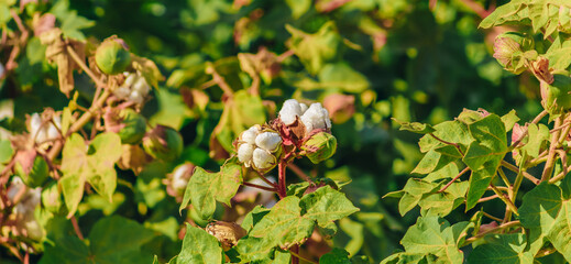 raw white cotton flower bud
