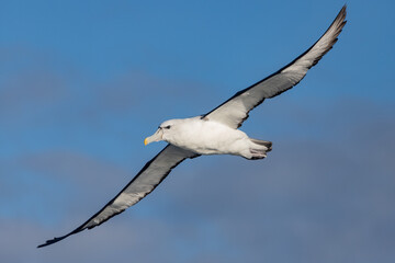 White-capped Mollymawk Albatross in Australasian Waters