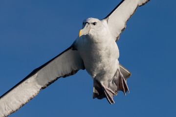 White-capped Mollymawk Albatross in Australasian Waters