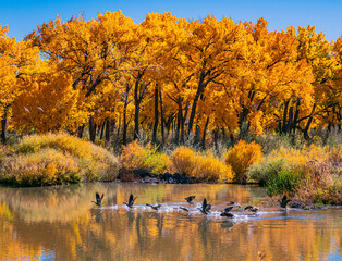Rio Grande with Geese taking Flight - 447170321
