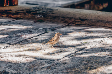 cute House sparrow walking around
