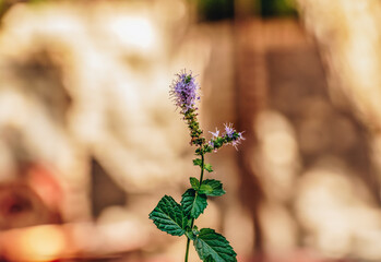 the beautiful purple Peppermint flower