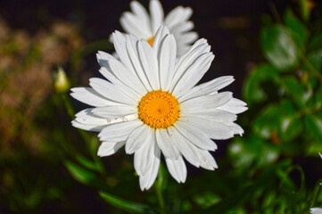 Fototapeta premium beautiful chamomile with delicate white petals and a yellow center with pollen on a blurred background close-up