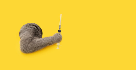 Veterinary vaccination concept. A British cat holds a syringe with its paw on a yellow background. A cat's paw in a paper hole. Animal vaccination. Copy space.