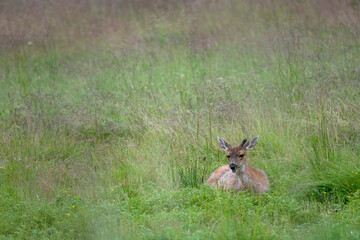 Young Sitka BlackTailed Buck, Admiralty Island, Alaska