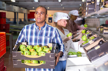 Skilled man worker working at fruit packing facility carrying box with pears