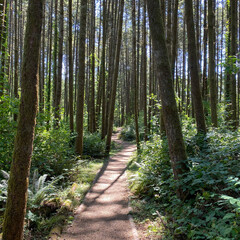 Fototapeta premium Western Oregon Forest Landscapes