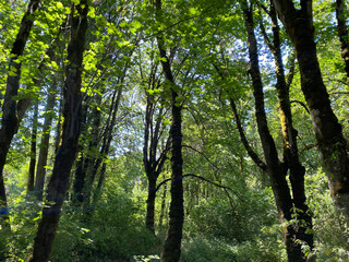 Western Oregon Forest Landscapes