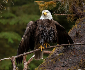 Bald Eagle, Anan Creek, Alaska