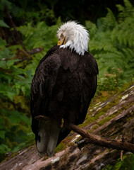 Bald Eagle, Anan Creek, Alaska