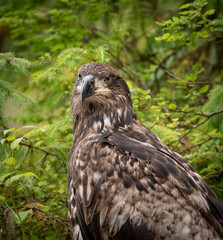 Immature Bald Eagle, Anan Creek, Alaska