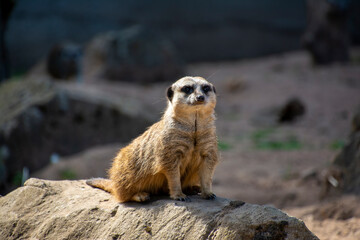 A Meerkat sitting on a rock.
