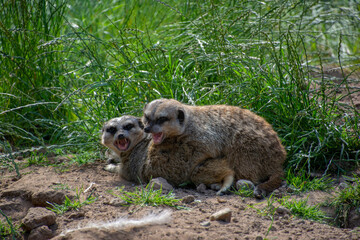 Two Meerkats play fighting in grass.