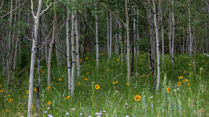 Colorado Roosevelt National Forest summer flowers blooming amongst the aspen trees