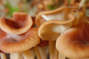 Close-up of earth-toned mushrooms. Autumn concept