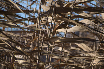 Dry reed plants blowing in the wind, used for thatched roofs, abstract background texture, nature concept, selected focus