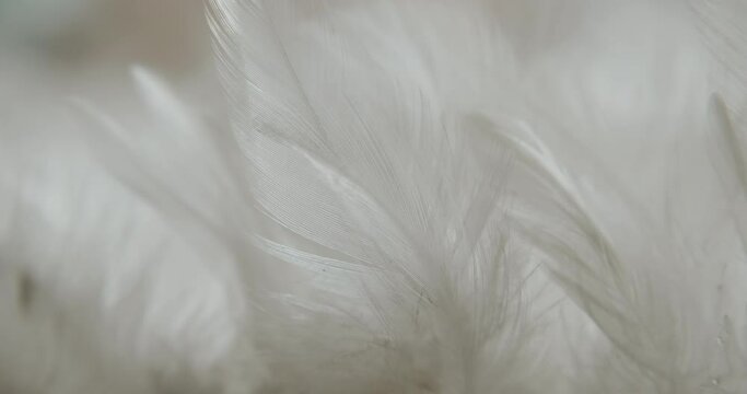 White feathers in natural light move from a light breeze