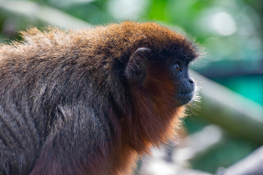 A Closeup Of A Coppery Titi Monkey.