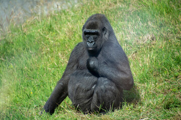 A Western lowland gorilla sitting on grass in Summer.