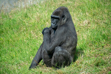 A Western lowland gorilla sitting in grass.