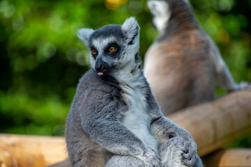 A Ring-tailed lemur sitting.