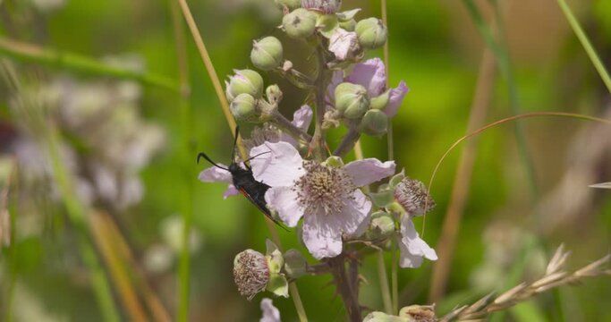 Six spot Burnet moth visits beautiful pink wild flower showing red black wing pattern