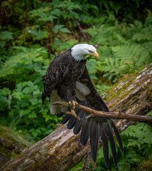 Bald Eagle Drying Wing