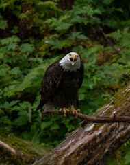 Eagle with Attitude, Anan Creek, Alaska