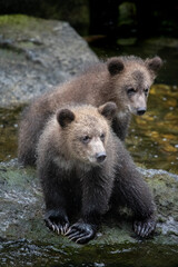 Fototapeta premium Brown Bear Cubs, Anan Creek, Waiting for Mom