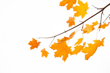 Branch with Yellow autumn maple tree leaves isolated