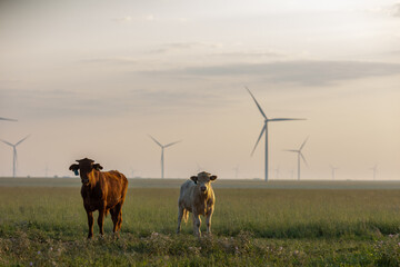 Cattle and Wind Turbine © Terri Cage 