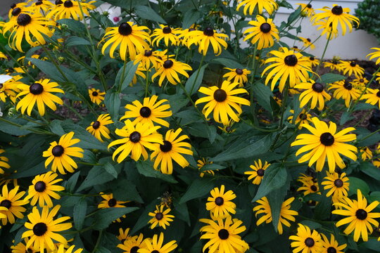 Black-eyed Susans in the garden, July 2021.