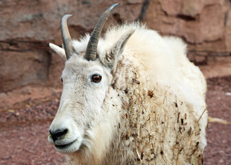 Mountain goat