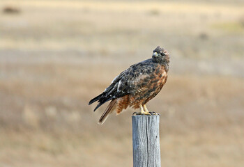 Red tailed hawk