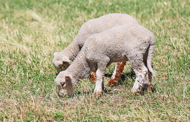 Two young sheep grazing, New Zealand