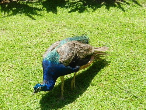 A peacock pokes around for food at a park in Jamaica, July 2015.