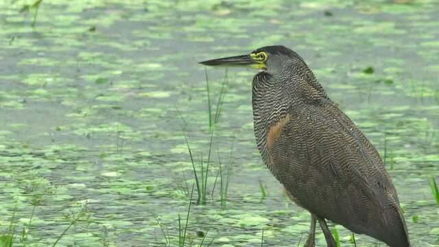 ECU profile Bare Throated Tiger heron waiting for prey wading in shallow lagoon in northern Costa Rica